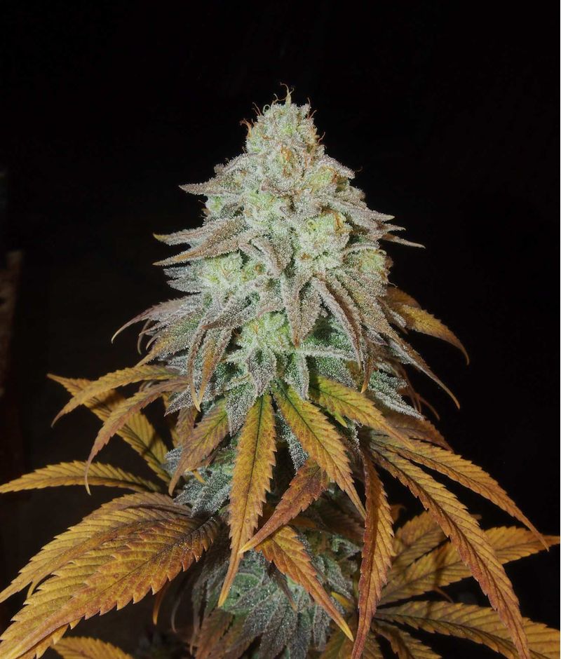 RM Confidential, Фасовка: 3