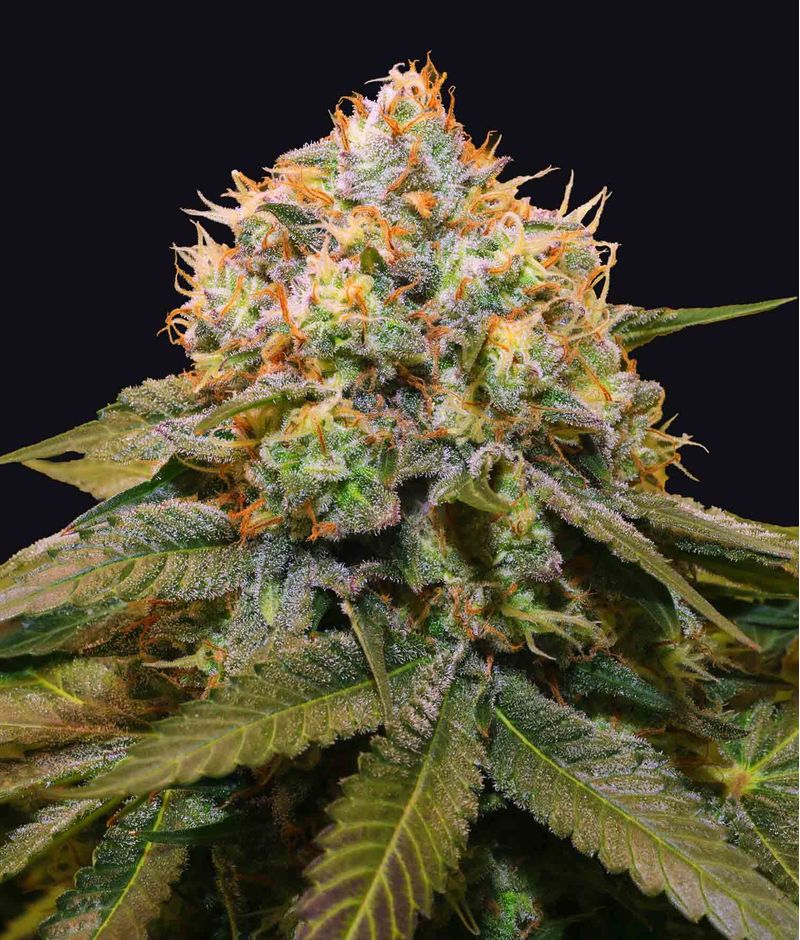 Fresh Cantaloupe, Фасовка: 3