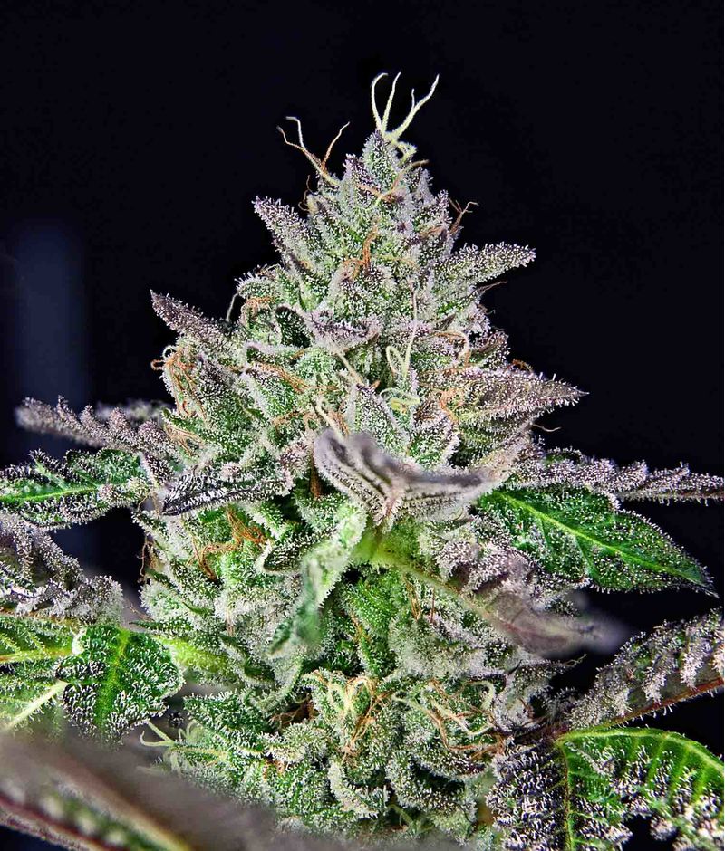 Strawmelon, Фасовка: 3