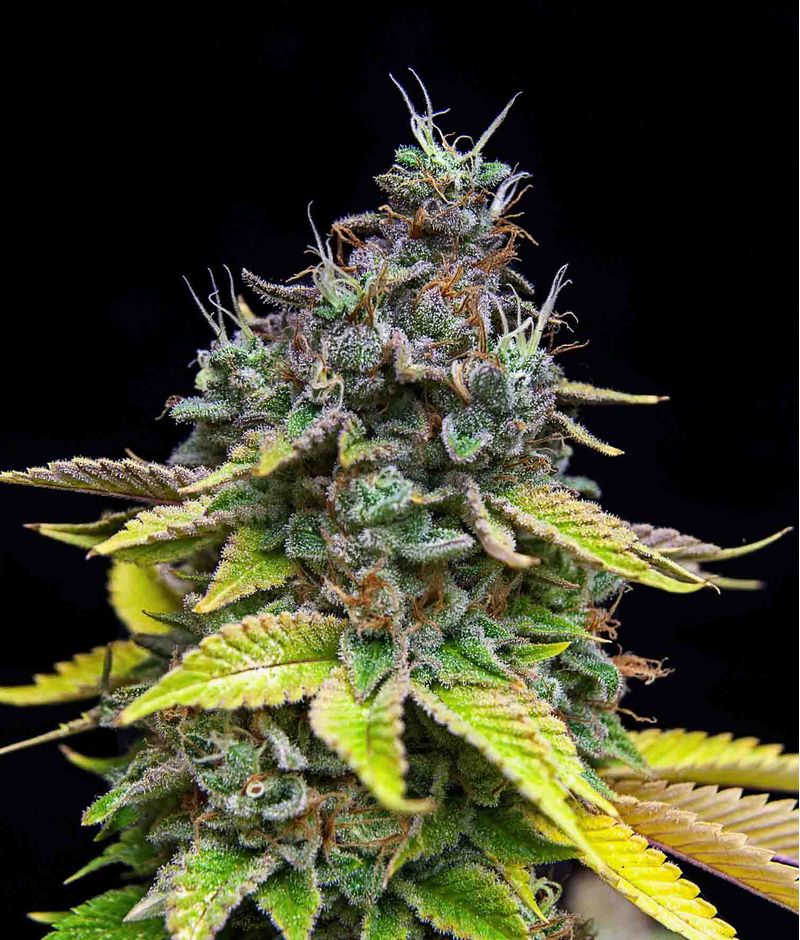 Papaya Cooler, Фасовка: 3