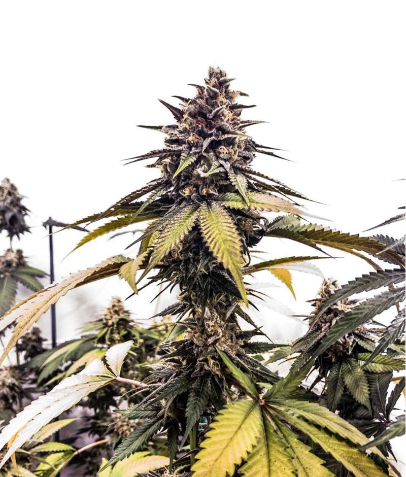 RuntzBert, Фасовка: 3