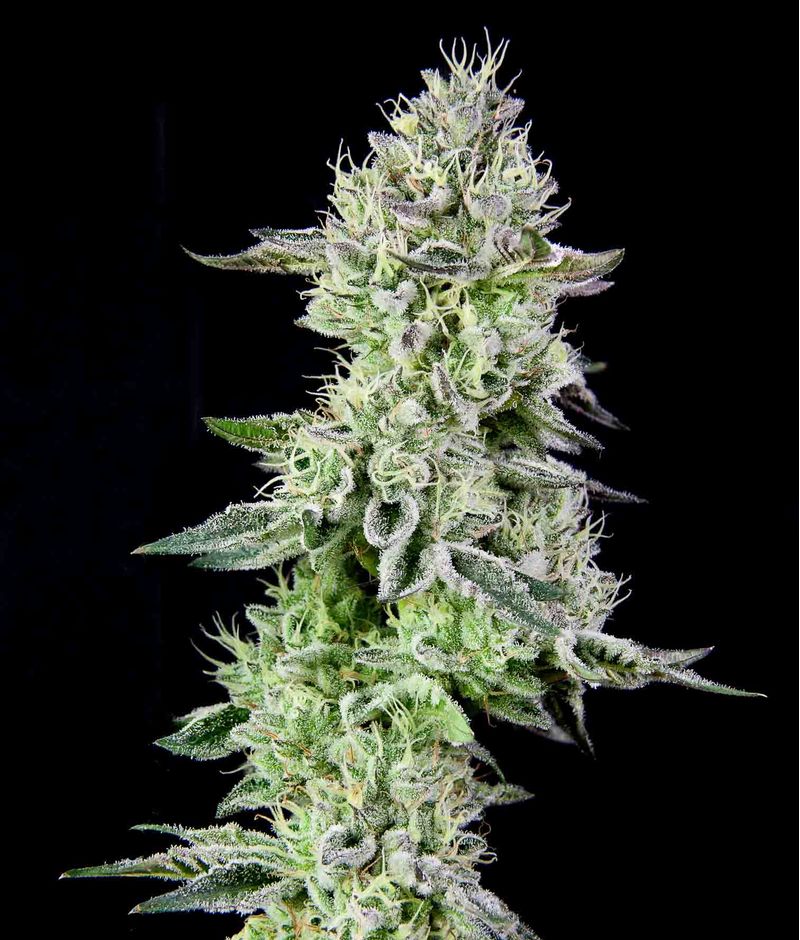 Barbara ́s Pie, Фасовка: 3