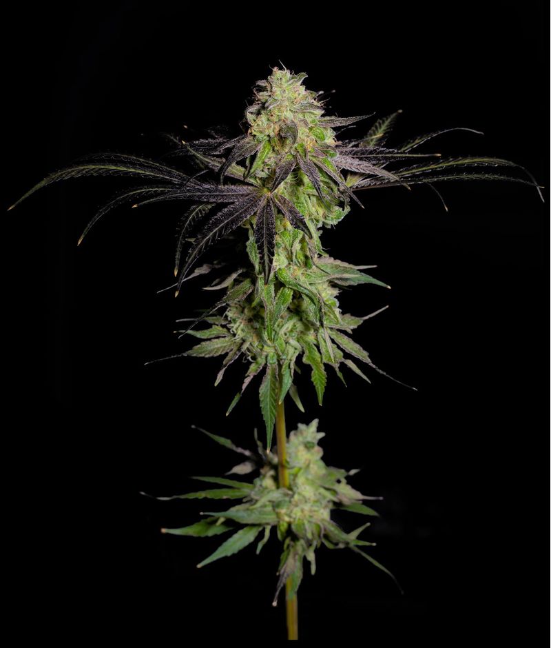 Tha Gelee, Фасовка: 3