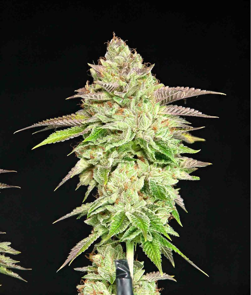 Melon Madness, Фасовка: 3