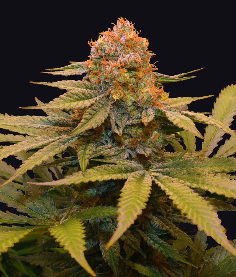 Star Fruit, Фасовка: 3