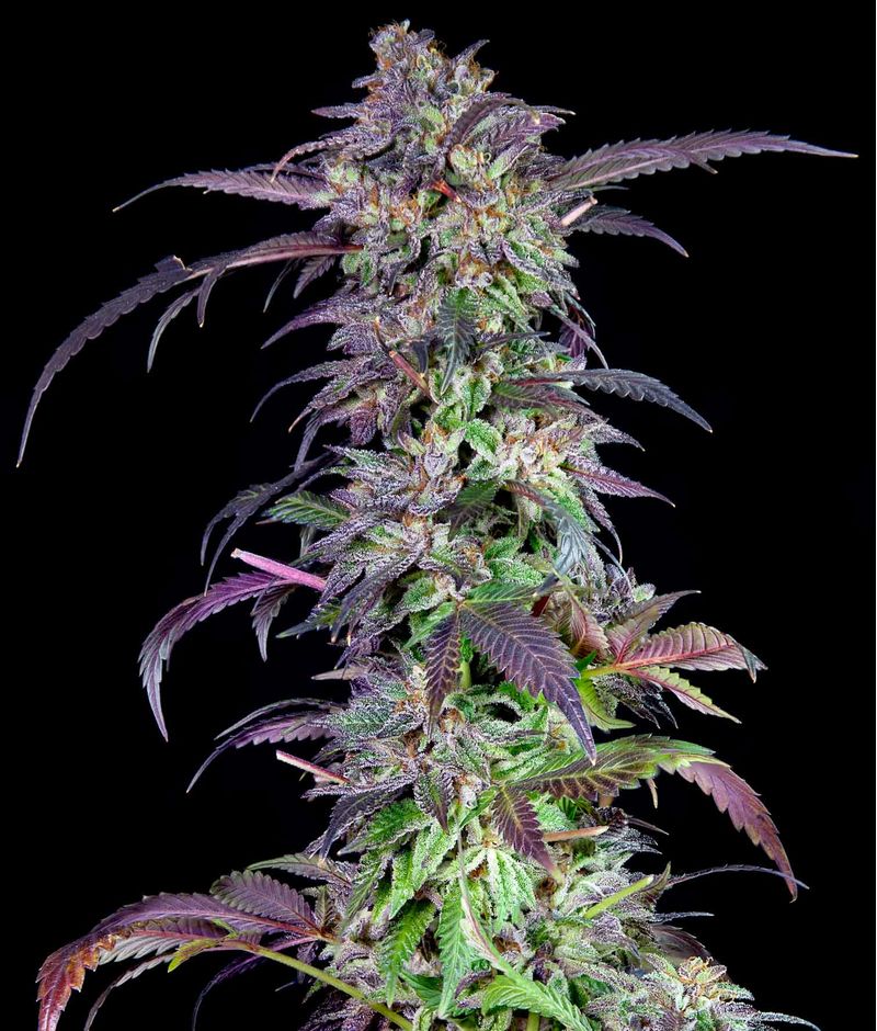 Orangina, Фасовка: 3