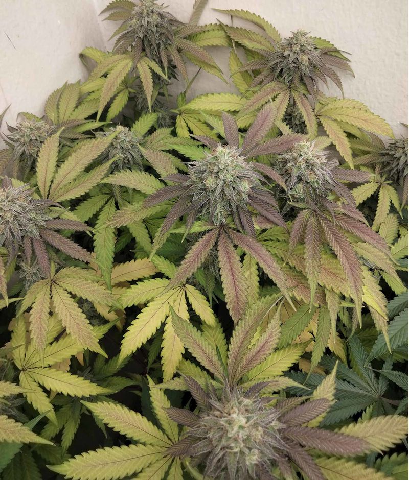 Bloowrange, Фасовка: 3, изображение 2