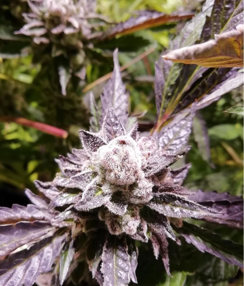 Orange Groovy Bx, Фасовка: 3