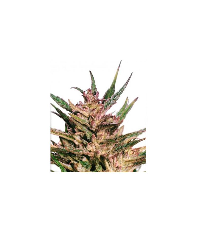 Passion #1, Фасовка: 3