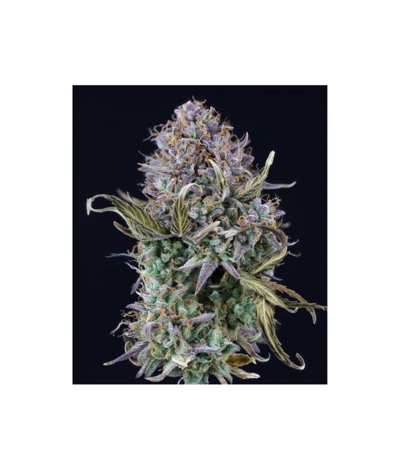 Auto OG Kush (X), Фасовка: 5