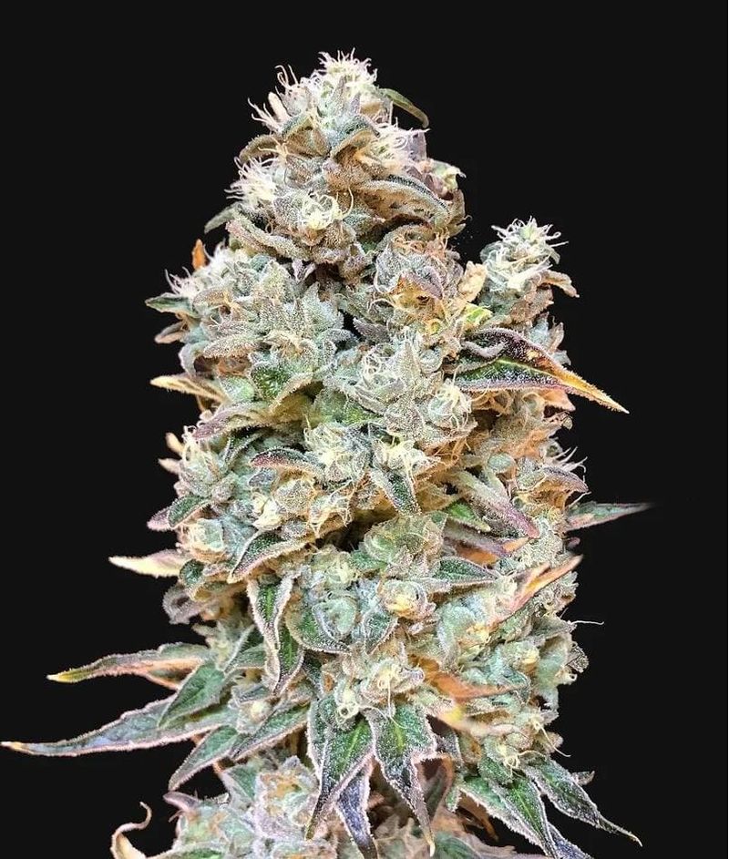 Zkittlez Mintz, Фасовка: 3