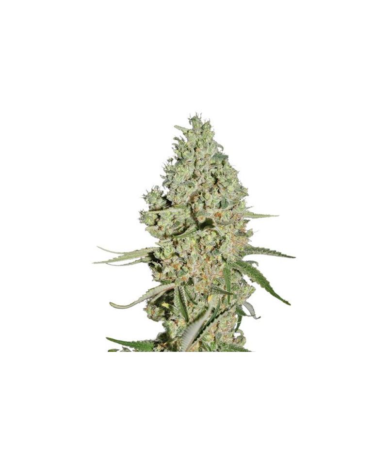 Super Critical, Фасовка: 3, изображение 2