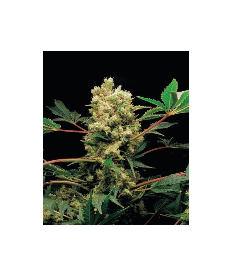 Halk, Фасовка: 5