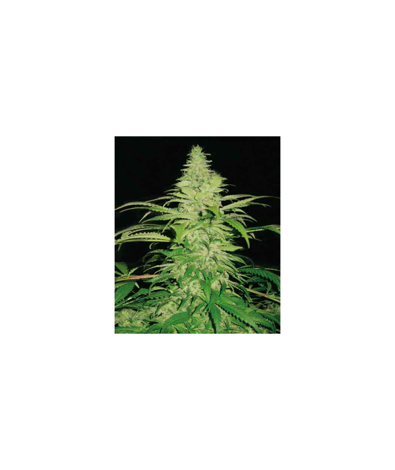 Northern Lights, Фасовка: 5+2, изображение 3