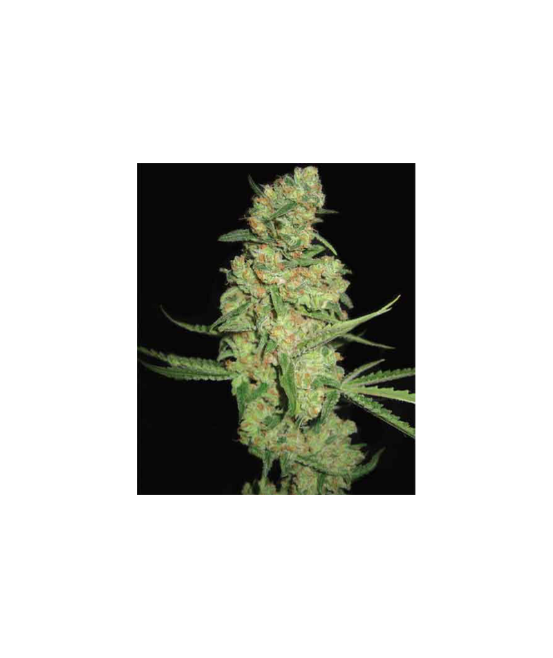 Galaxy Auto, Фасовка: 3+1, изображение 3