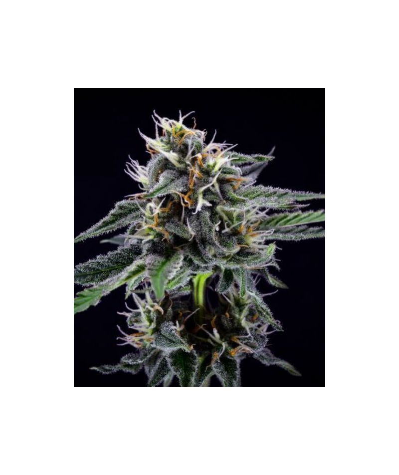 Black D.O.G., Фасовка: 5