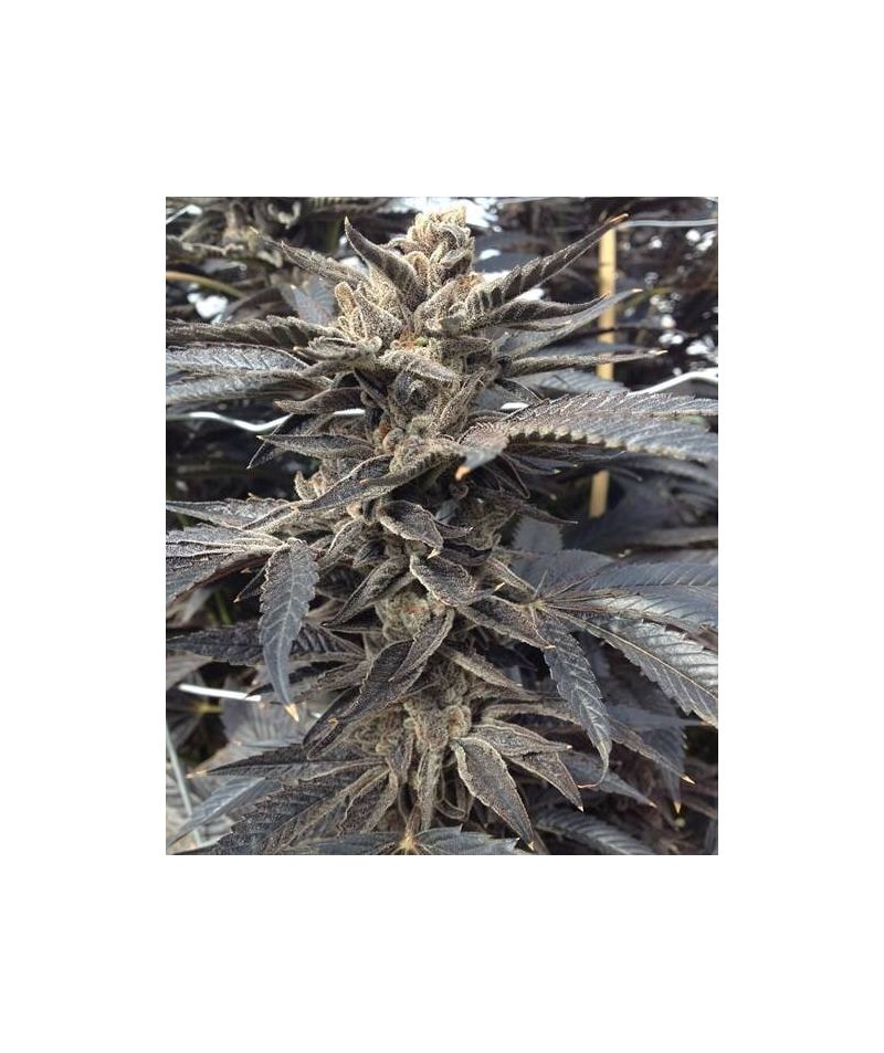 Star Killer Auto, Фасовка: 5