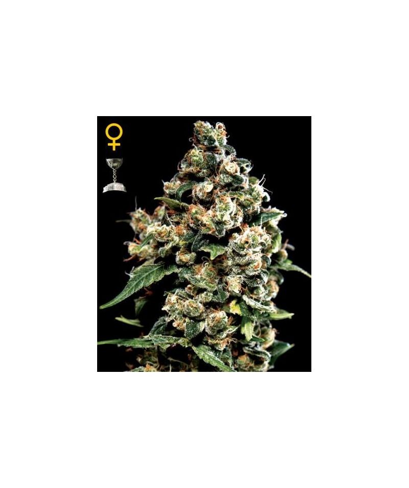 Jack Herer, Фасовка: 3