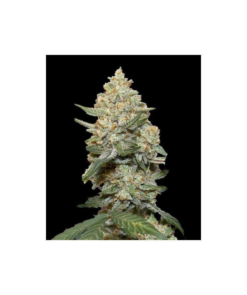 Auto Mary Poppins, Фасовка: 5