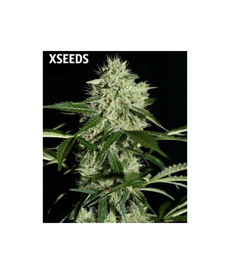 Auto Northern light (X), Фасовка: 5