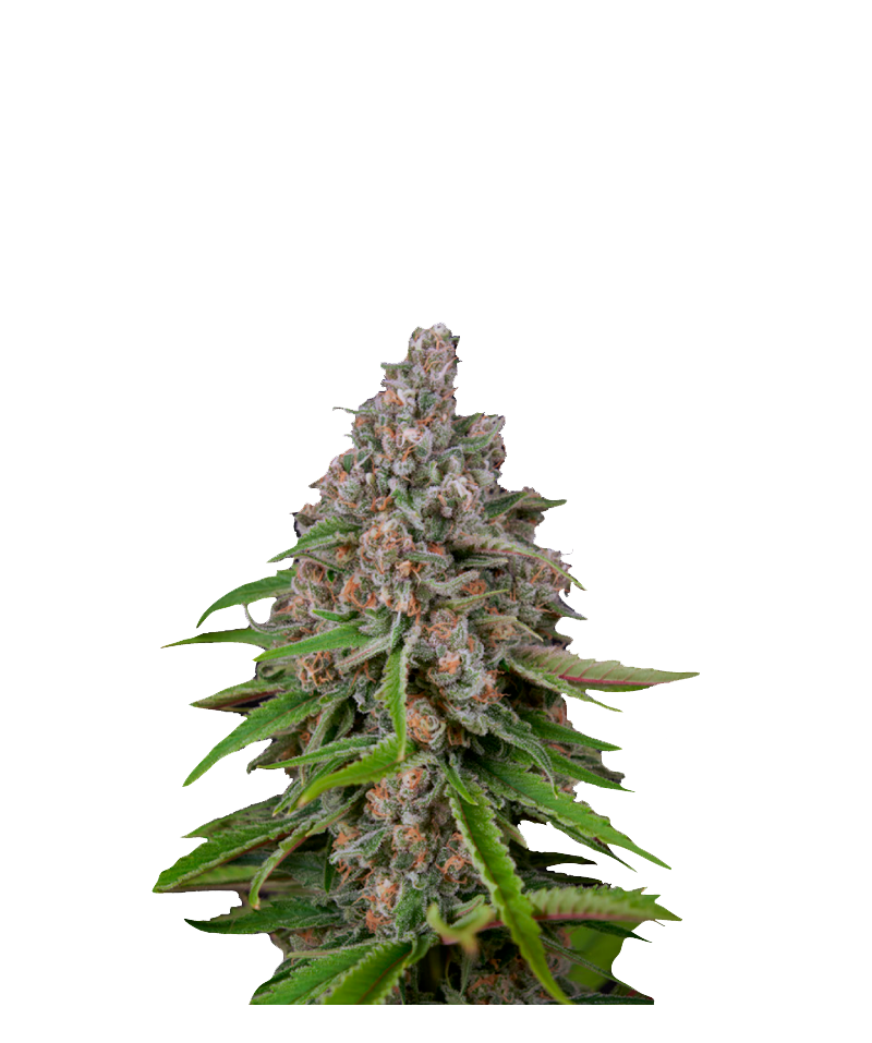 Deep Candy, Фасовка: 5