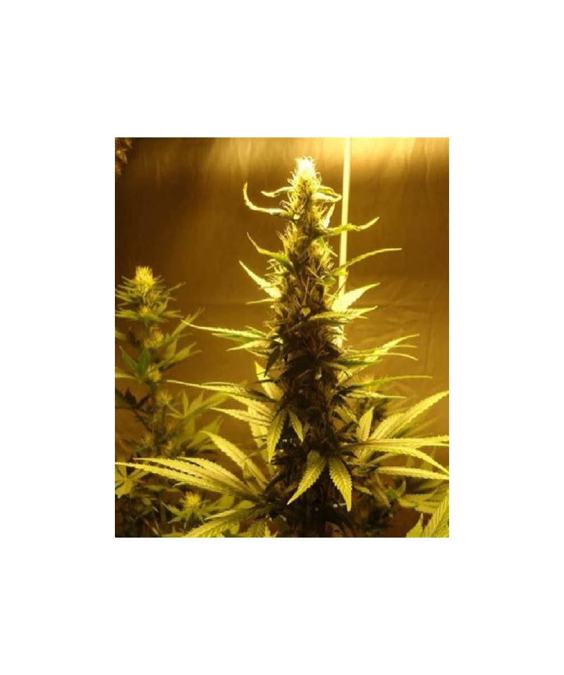 AK-48, Фасовка: 5, изображение 4