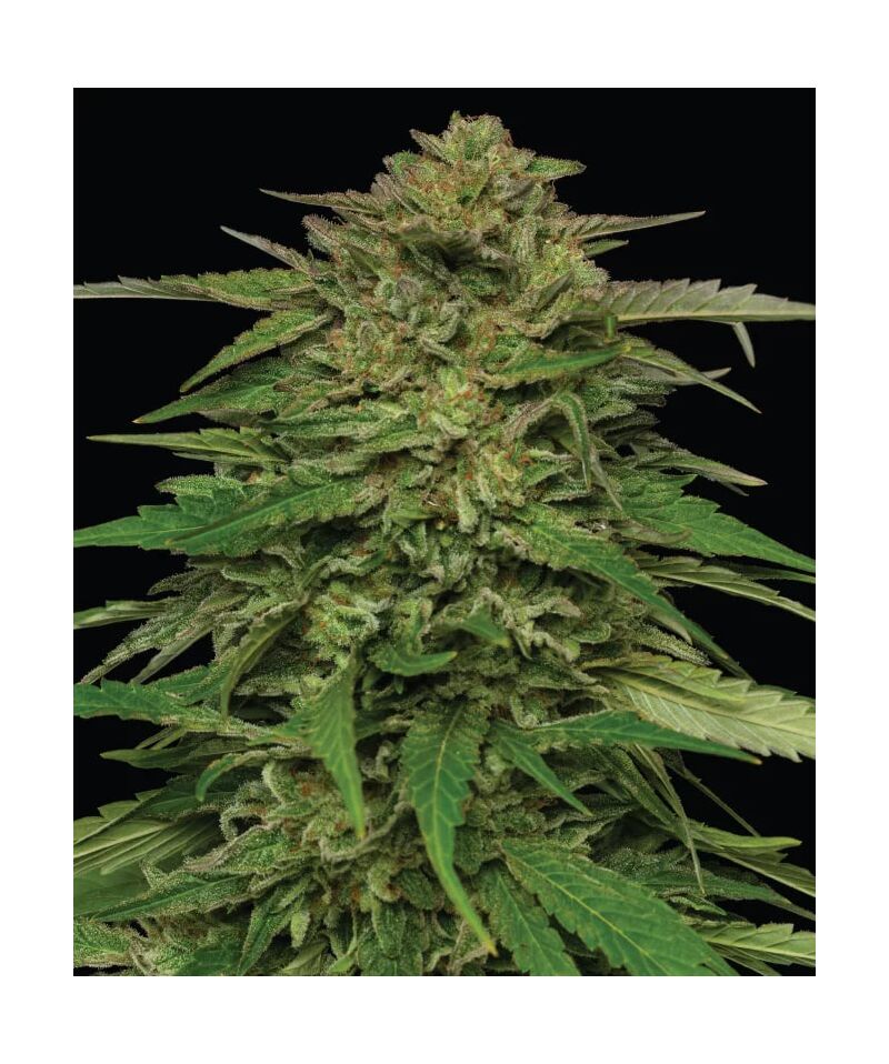 Mint Jelly Auto, Фасовка: 3