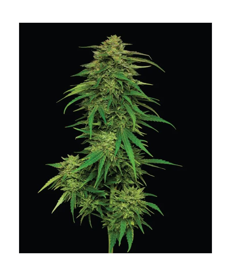 Mango Sherbert, Фасовка: 3, изображение 5