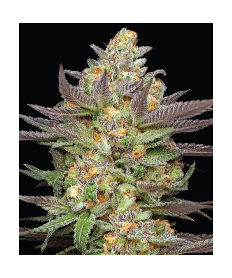 Mint Jelly Auto, Фасовка: 3, изображение 3