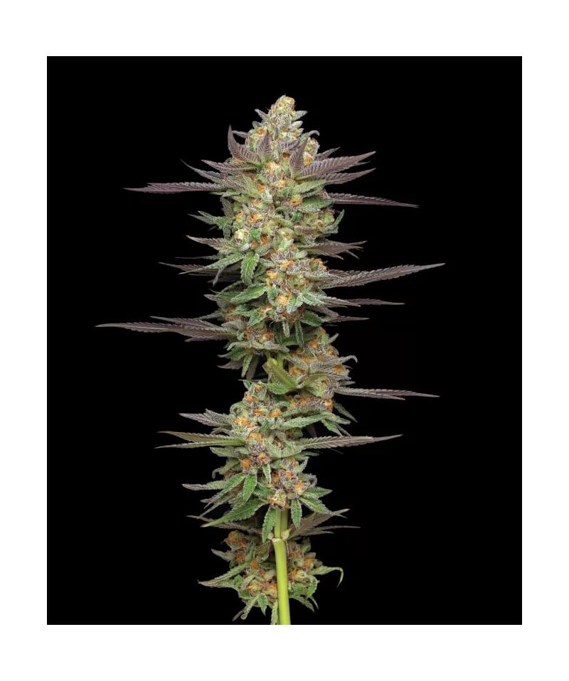 Mint Jelly Auto, Фасовка: 3, изображение 6