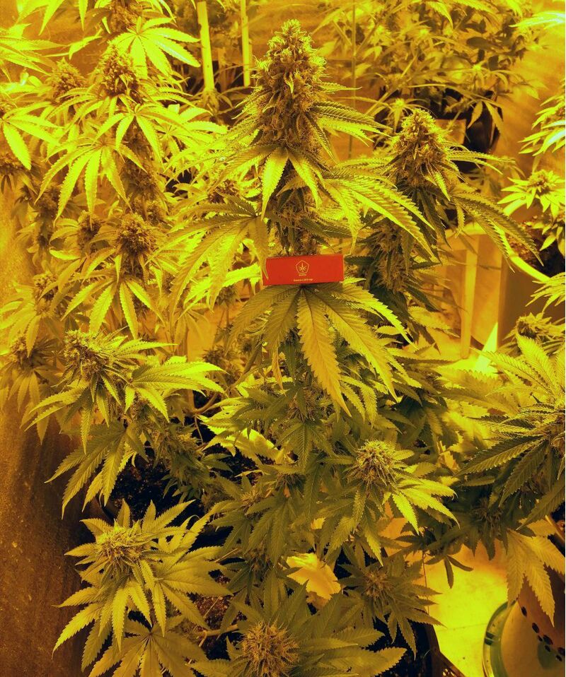 Biscotti, Фасовка: 3, изображение 2