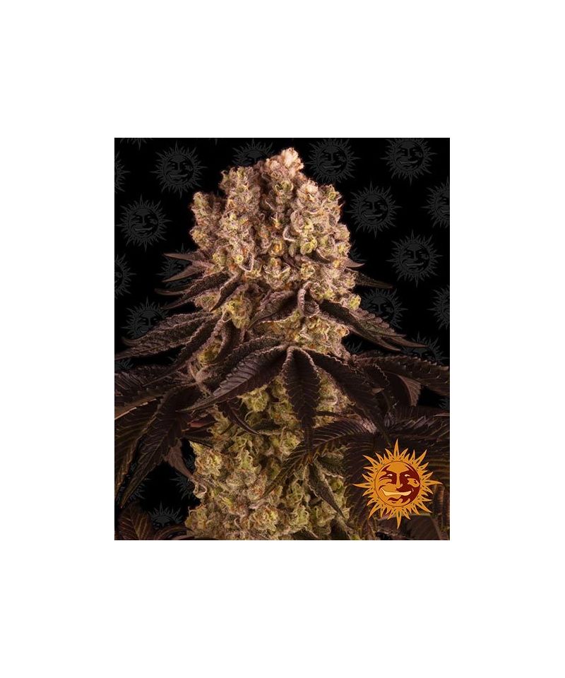 Purple Punch, Фасовка: 3, изображение 2