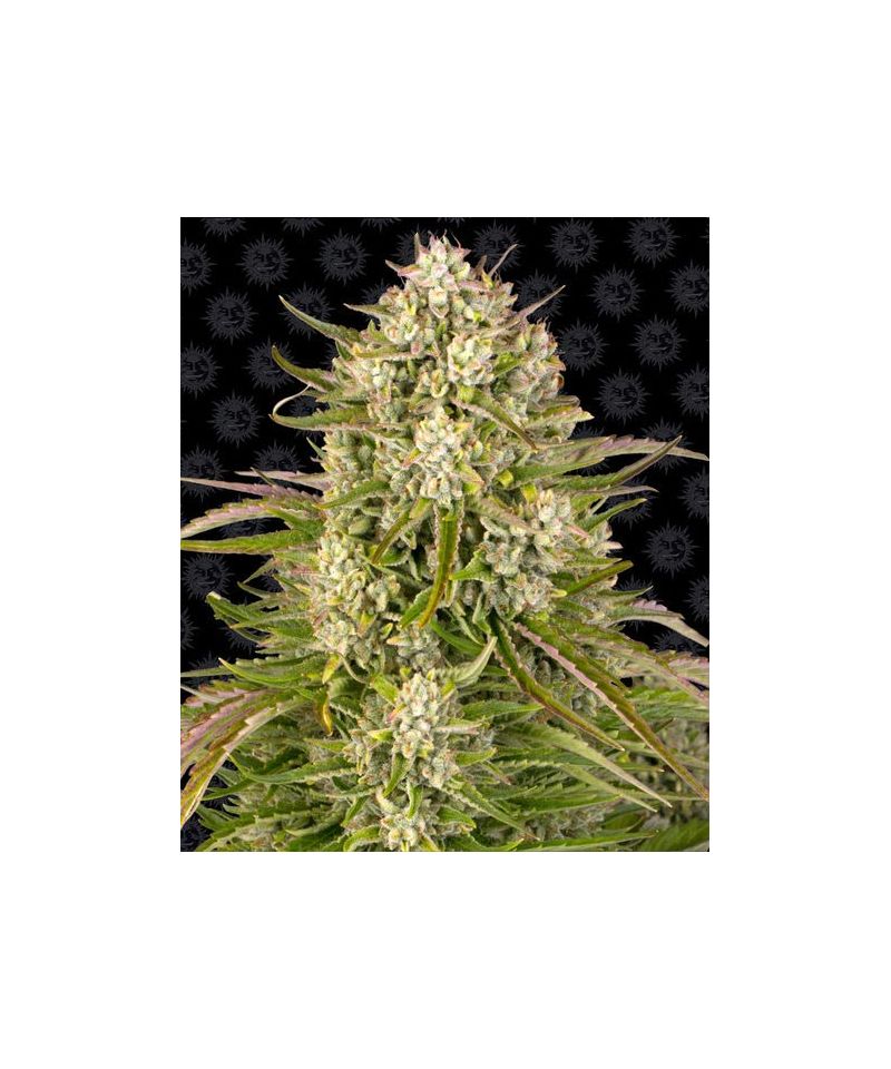 Wedding Cake Auto, Фасовка: 3, изображение 2