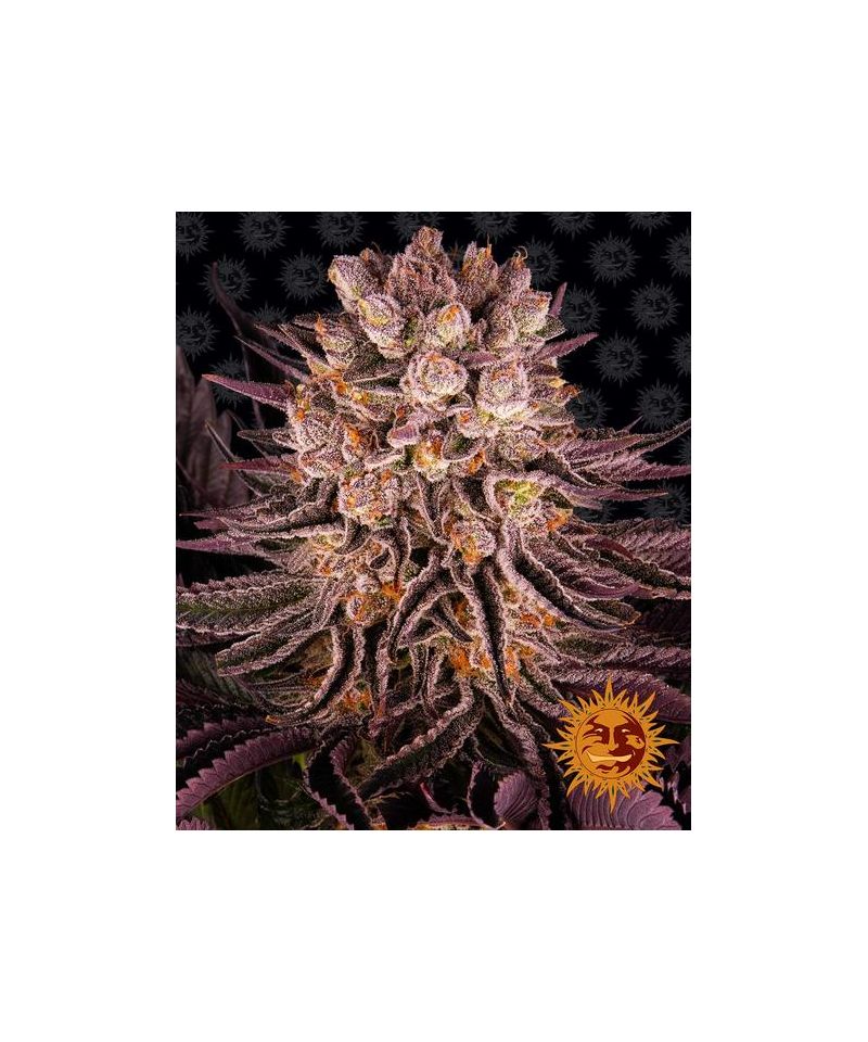 Mimosa x Orange Punch, Фасовка: 3, изображение 2