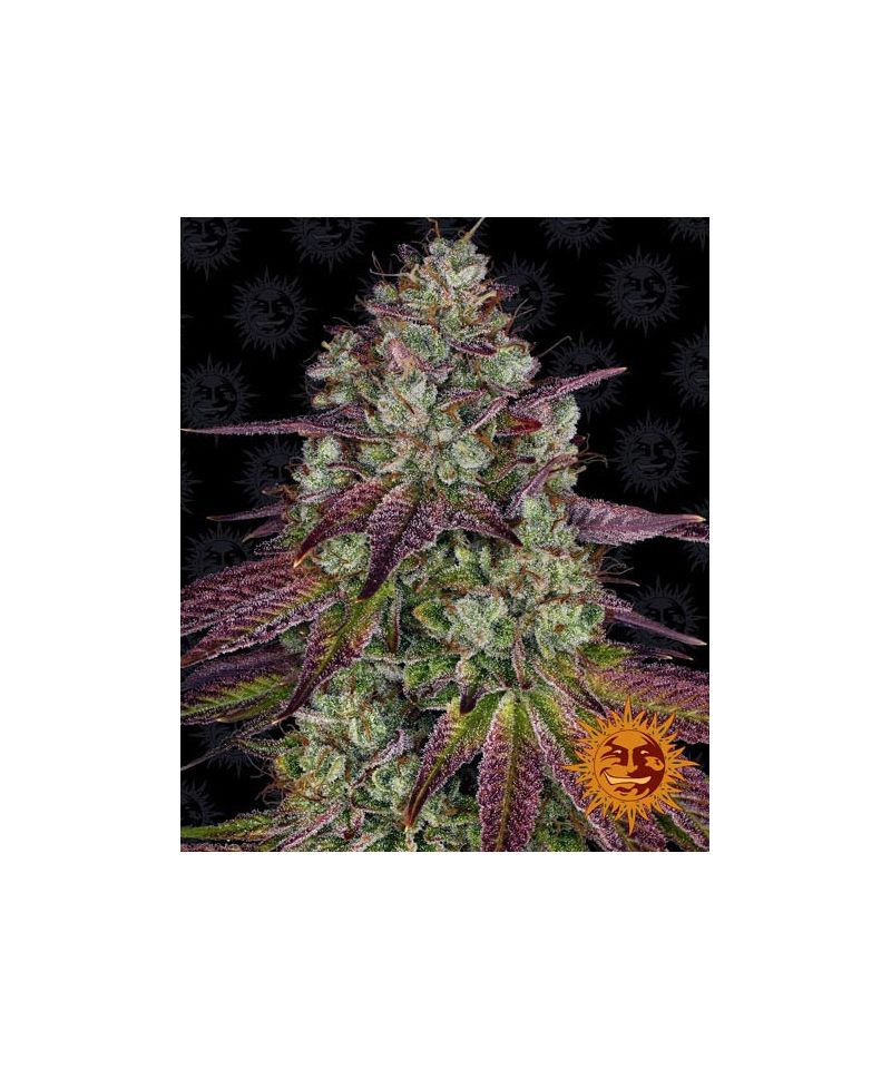 Mimosa EVO, Фасовка: 5, изображение 2