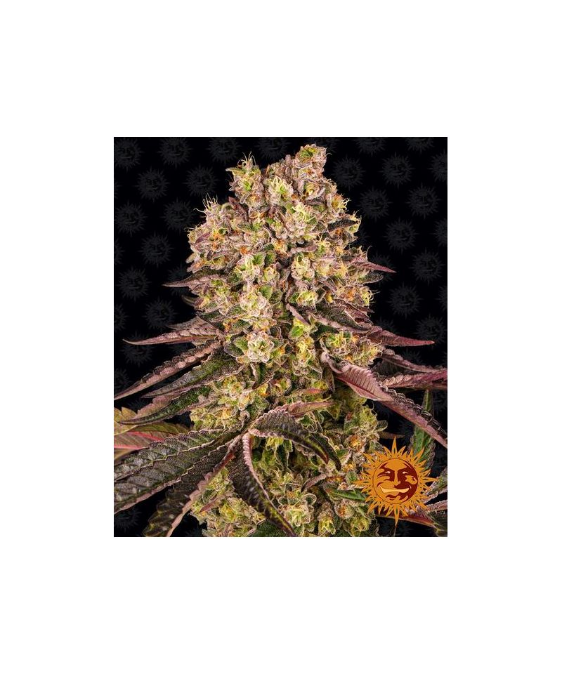 Runtz Muffin, Фасовка: 3, изображение 2