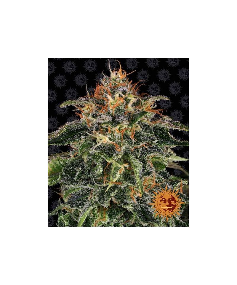 Moby Dick, Фасовка: 3, изображение 2