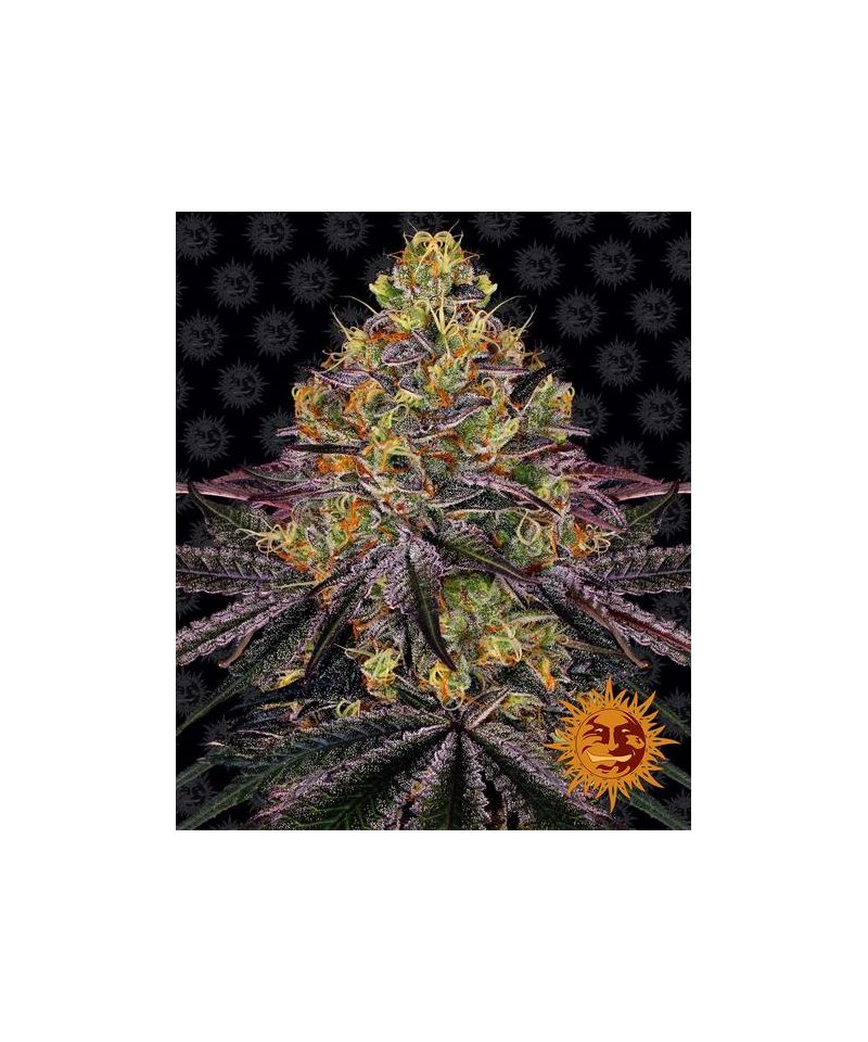 Watermelon Zkittlez, Фасовка: 3, изображение 2