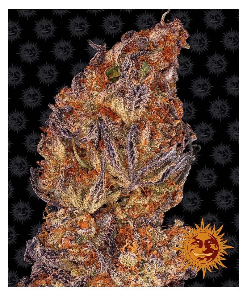 Runtz Auto, Фасовка: 5