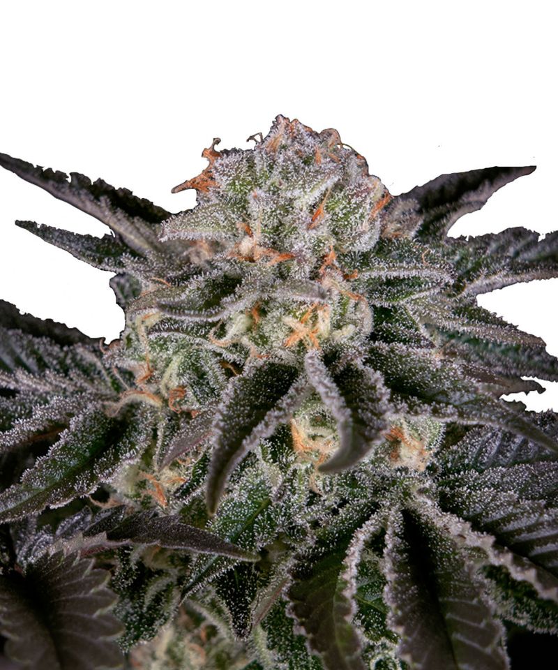 Wonder Pie, Фасовка: 3