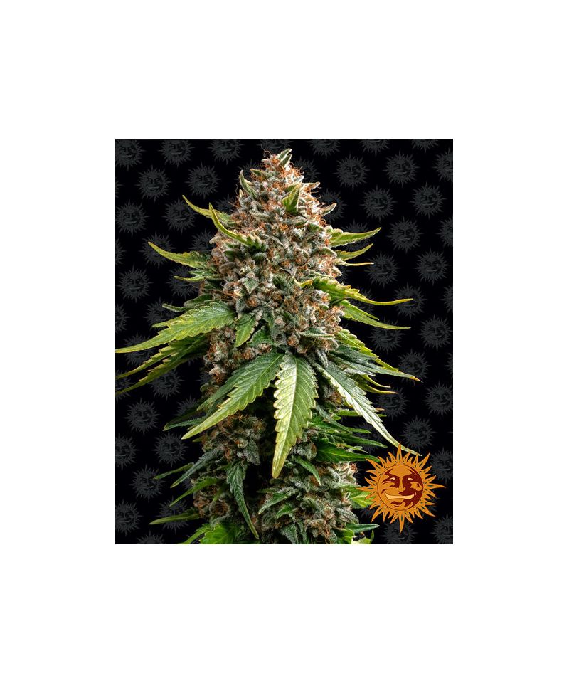 White Widow Auto XXL, Фасовка: 3