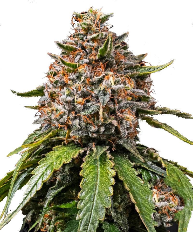 White Widow XXL, Фасовка: 5
