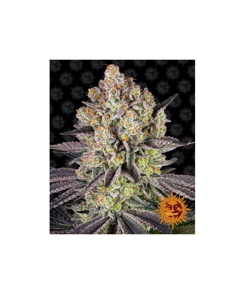 Runtz, Фасовка: 3, изображение 16