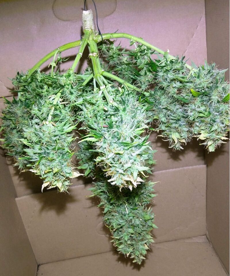 Blue Cheese auto, Фасовка: 3, изображение 4