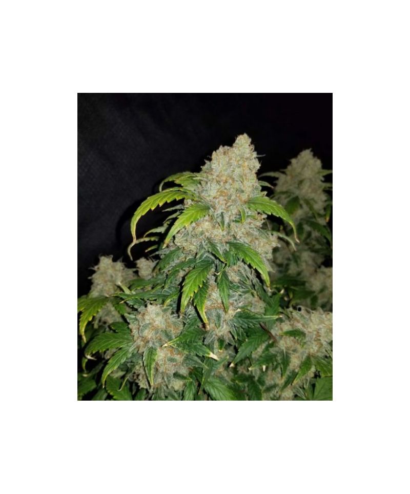 Auto Skittles, Фасовка: 5