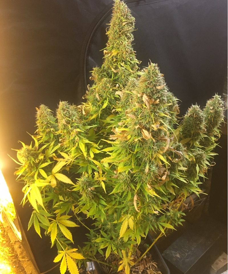 Sticky Fingers Auto, Фасовка: 3, изображение 4