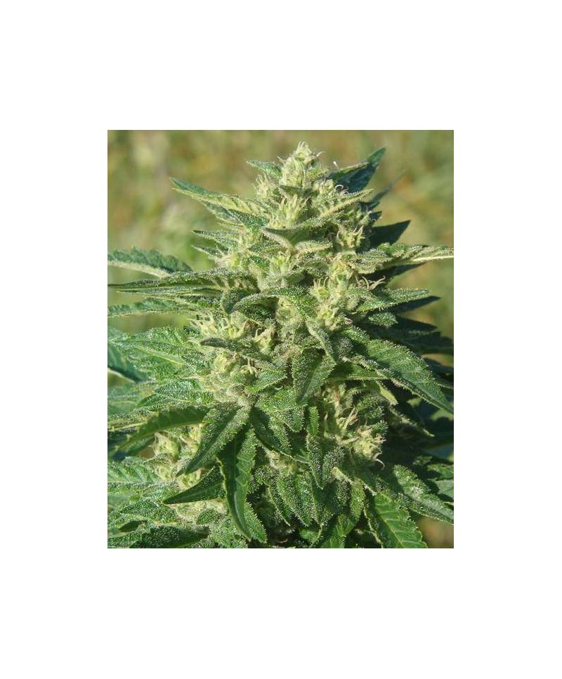 Guerilla Gold F1 Reg, Фасовка: 12