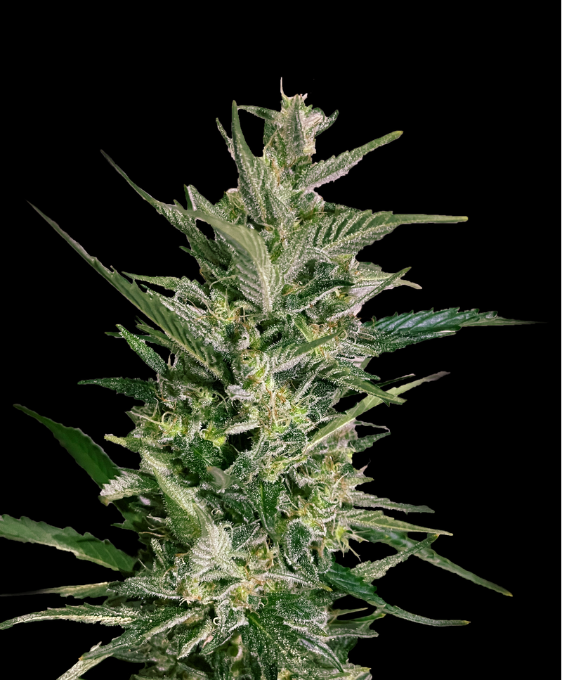 Snoop Dog OG, Фасовка: 3