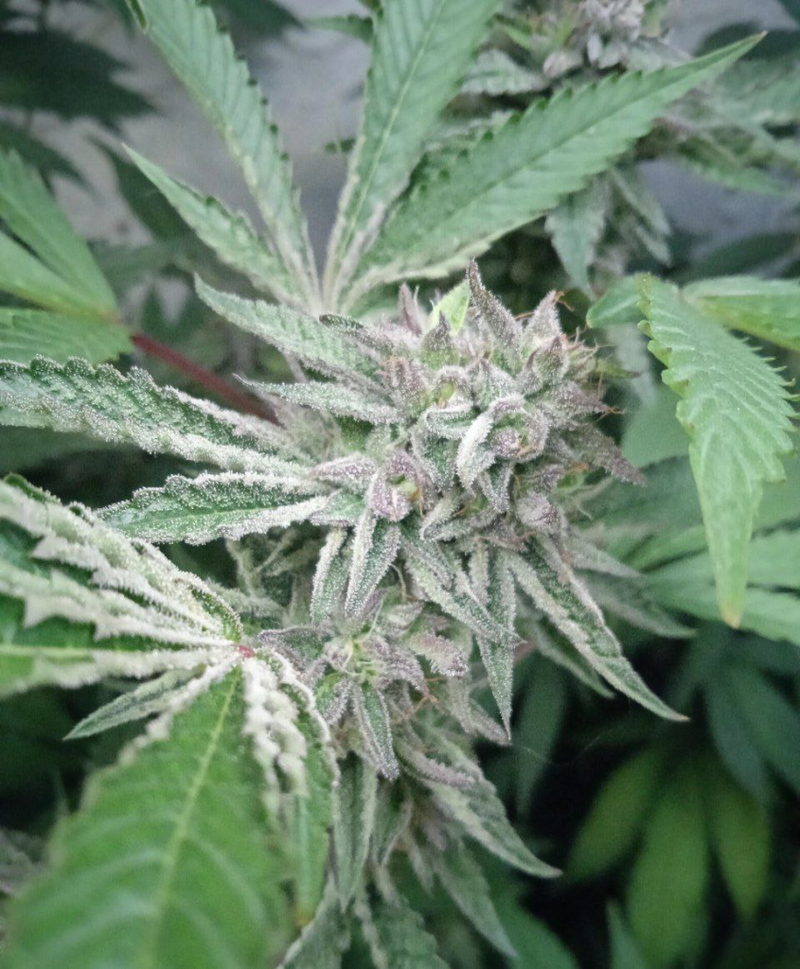 Runtz OG, Фасовка: 10