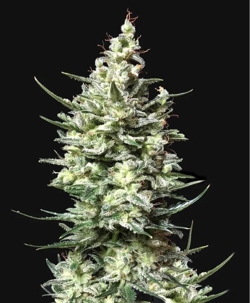 Gorilla Grape Auto, Фасовка: 10